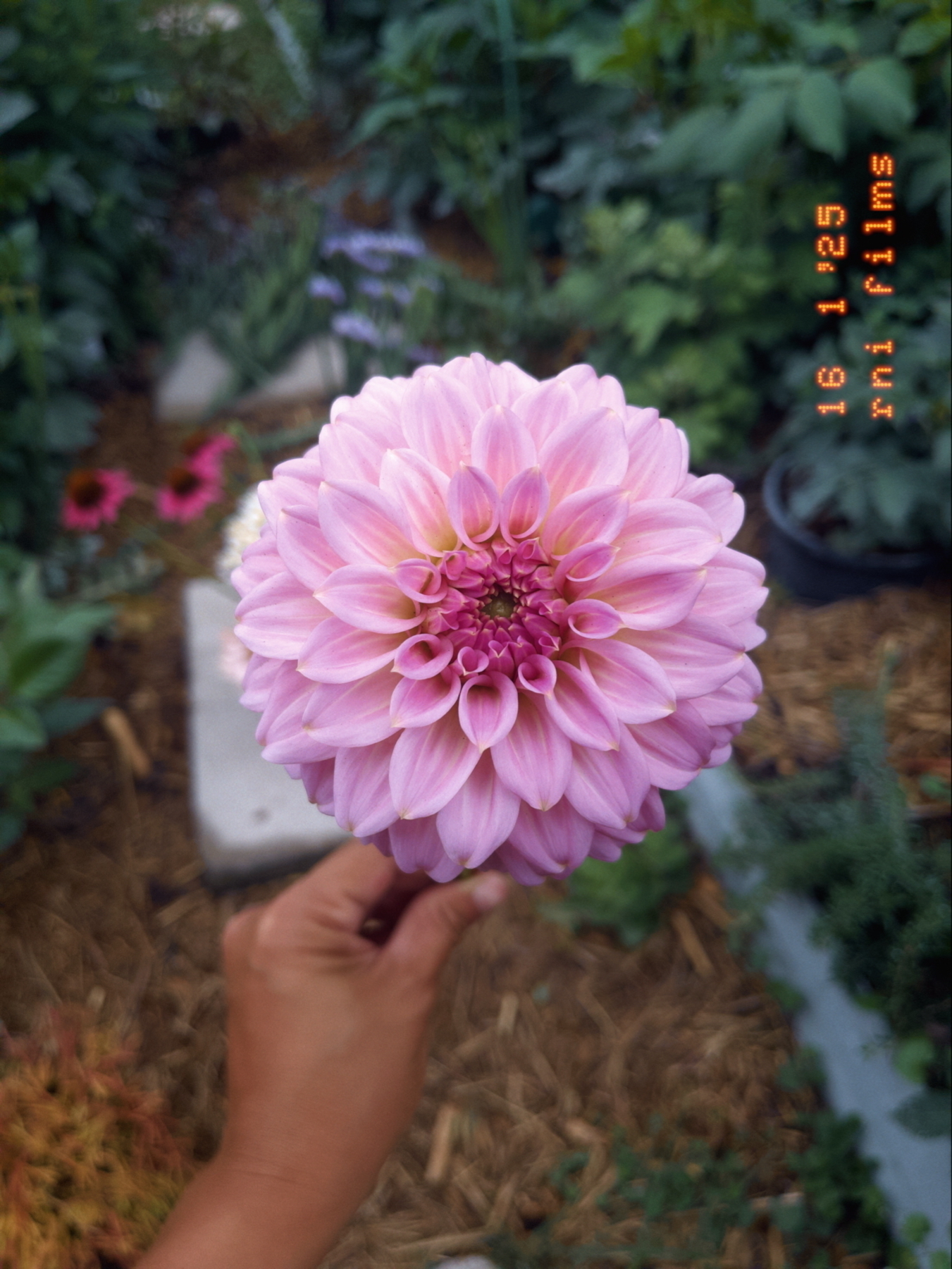 A hand is holding a pink dahlia flower in a garden.